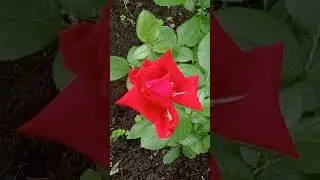 #цветы #flowers #природа #nature #розы #玫瑰M&eacute;igu цветёт и пахнет blooms and smells 繁花似锦，香气扑鼻