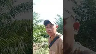 cek perangkap ikan/bubu yg di pasang menggunakan umpan biji kelapa sawit