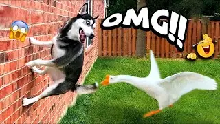 VIRAL FUNNY DOG COMPILATION 2026 &ndash; You Won&rsquo;t Stop Laughing at These Dogs 🤣🐶 #36