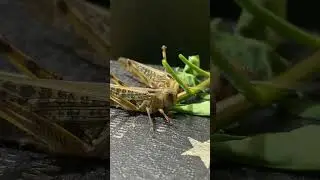 🦗DIY Grasshopper Habitat at Home! #PetCare #InsectLovers