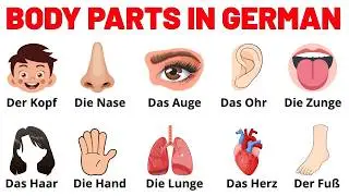 German Body Parts Vocabulary | Body Parts in German | Learn Body Parts in German with Pictures