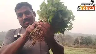 कुळदातली भाजी सुरू झाली. पहिला पाणी देताच कुळीत बहारलो. बिन पाण्याची शेती. Kokan. Devagad. 