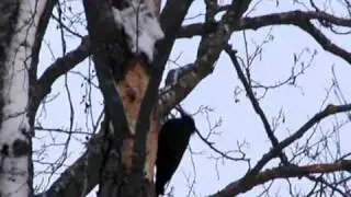 black woodpecker ; Dryocopus martius ; melnā dzilna