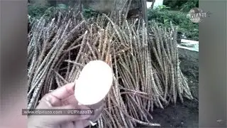 Conoce la diferencia entre yuca amarga y dulce