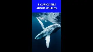 8 CURIOSITIES ABOUT WHALES #Shorts