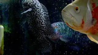 Jaguar (Cichlasoma Managuense) vs Jack Dempsey (Cichlasoma Octofasciatum)