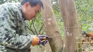 农民用铁丝结扎果树，比环割效果更好，来年硕果累累