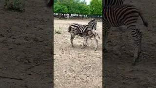 Breastfeeding Zebra&rsquo;s 🦓 Mom #shorts