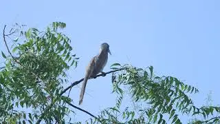 Indian grey hornbill calling (ocyceros birostris}