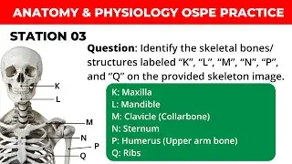 Anatomy & Physiology OSPE Practice: Essential Exam Questions & Answers