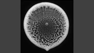 Decyph Primus Luporum