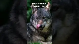 Gray Wolf
