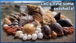 Finding Seashells at Low Tide | Small Finds After a Storm #shelling #shell