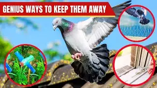 Homemade Remedies To Keep Birds Away (100% Working Methods)