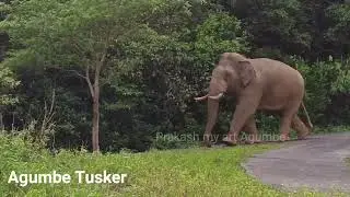 Wild Elephant in Agumbel : Agumbe Tusker