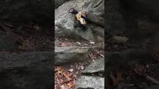 VRD Kraken H10, Vanquish Products Rock Pirates #rc #albatwitchcrawls