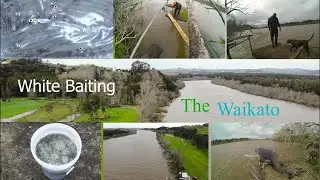 White Baiting The Waikato