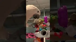 parrot enrichment