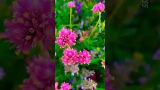 A wonderful rod side park#nature #flower #ytshorts