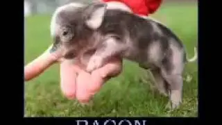 Do Not Laugh or Grin