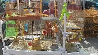 FEIRA DE PÁSSAROS E GAIOLAS DO CORDEIRO RECIFE-PE 