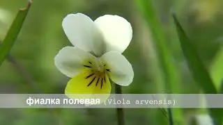 Фиалка полевая