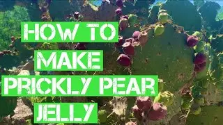 How to pick prickly pear fruit and make prickly pear jelly