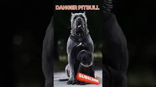 Danger pitbull 😱 #youtube #shorts #dangerous #pitbull #dog #video #viral