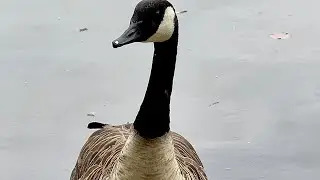 Geese by the Water.  Lovely Water Streams.  