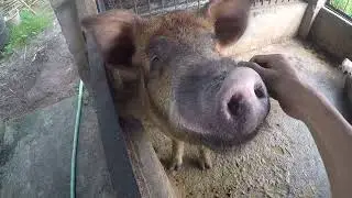 pig farm work time | pig farming in jhapa village || pig farm management J #pigdomesticanimal