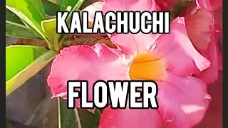 BEAUTIFUL KALACHUCHI FLOWER