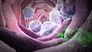 How White Blood Cells Work
