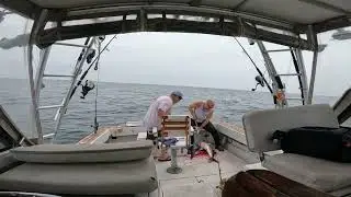 2024 July Cobia 34 pound Oceanside long island