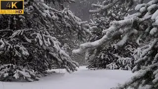 4K Winter Forest Walk, Snowstorm, Crunching Snow & Owl Sounds | ASMR Sleep Ambience