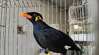 Chim Nhồng nói tiếng người siêu rõ to#birds #animals /