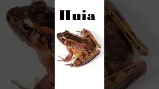 Huia - род настоящих лягушек #shorts  #диктор #лягушка #биология #животные #таиланд