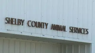 Shelby Humane needing urgent foster families