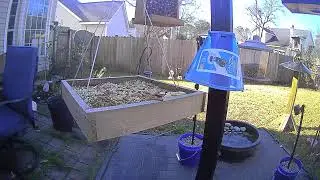 William's Bird Channel Live Stream