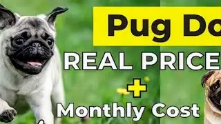 Pug Dog price in india 2026 l pug puppies available for sale l pug price and monthly expenses 