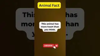 The Animal With THREE Hearts! 🐙💙 | Amazing Ocean Facts Shorts