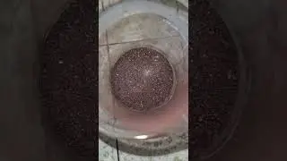 Red Powder Alchemy ਲਾਲ ਗੰਧਕ ਅਲਕੀਮਿਸਟLāla gadhaka alakīmisaṭa