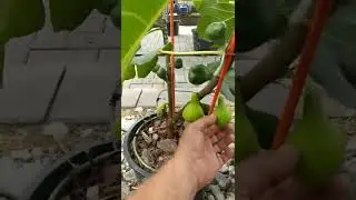 Fig progress video, zone 6 north of Detroit. Nothing makes sense.