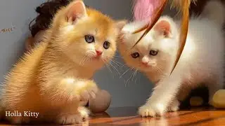 Sweet Kittens Enjoying Quiet Time &ndash; Calm Meows & Happy Hearts 🤍