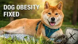Dog Obesity  Causes, Risks & How to Help Your Pup Lose Weight
