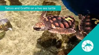 Tattoo & Graffiti on a live sea turtle!?