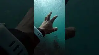 What the salp?