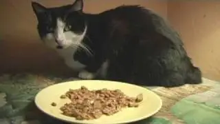 The Guy Who Feeds the Cats