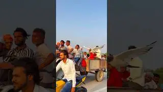 🕊️👋 #public #reaction #kabootar #shorts #video #kabootar ❤️🕊️#love #video #dosti ❤️🕊️