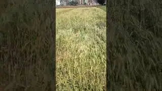 Wheat lodging ...in recent rains...