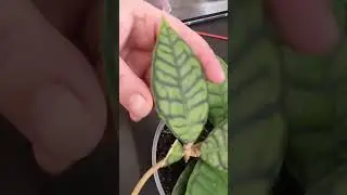 Perfect Beginner Plant: Hoya Callistophylla | Winter Care Tips #plants